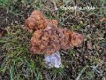 Gyromitra infula-amf854